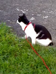 Mütze's 3.Freigang 001.jpg