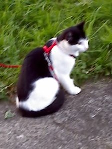 Mütze's 3.Freigang 002.jpg