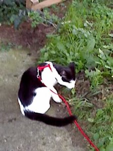 Mütze's 3.Freigang 003.jpg