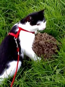 Mütze's 3.Freigang 006.jpg