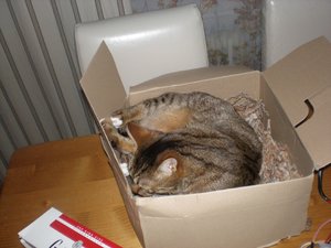 Mietzer in Karton.jpg