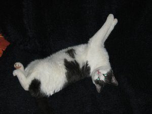 Minki, Bonny und Berry 073.jpg