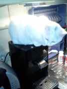 Katzen 003_134x179.jpg