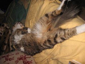 Katzen 12.10.2010 1080.jpg