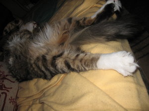 Katzen 12.10.2010 1084.jpg