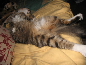 Katzen 12.10.2010 1085.jpg