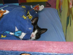 Teddy im Lancebett.jpg