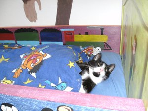 Teddy im Lancebett1.jpg