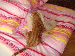 beppi und max 011.jpg