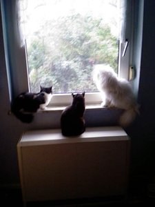 dreie am fenster.JPG