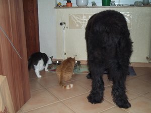 Minki, Bonny und Berry 213.jpg