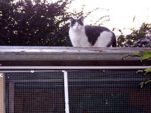 Minki, Bonny und Berry 035.jpg