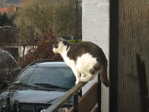 Minki, Bonny und Berry 147.jpg