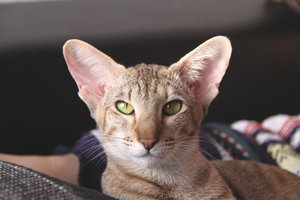 Ciara 1,5 Jahre096.jpg