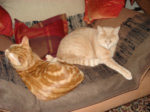 beppi mit gismo 003.jpg