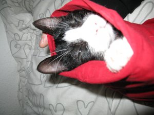 Frankreich 6.8. - 20.8.2009 057.jpg