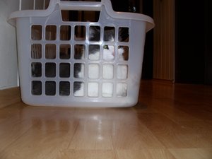 Minki, Bonny und Berry 045.jpg