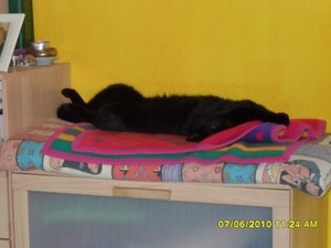 teufelchen 016 [800x600].jpg