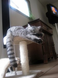 IMG_Vroni schlafend.jpg