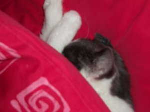 Minki, Bonny und Berry 192.jpg