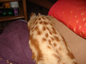 beppi schläft 003.jpg