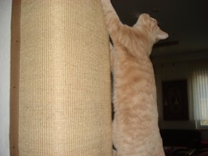 sisla teppich 003.jpg