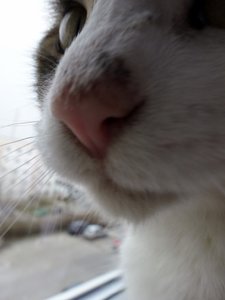 DSC02926 (480x640).jpg