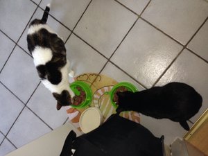 Tire und Salma fressen.JPG