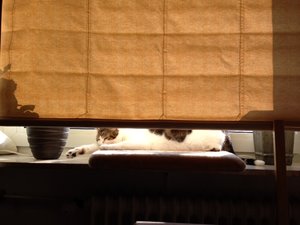 Tire in der Sonne.JPG