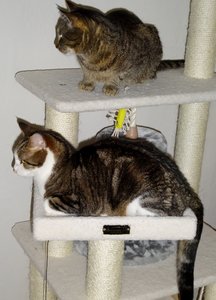 DSC03162 (460x640).jpg