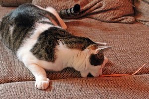 IMG_9596.JPG IMG_9596.JPG