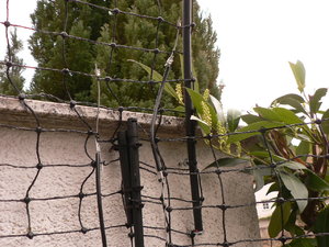 Fertigstellung Katzenzaun 14.3.2014 011.JPG