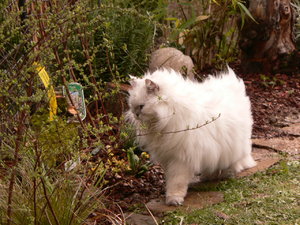 Katzengarten links, fertig 008.JPG