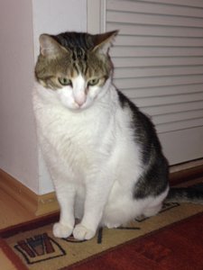 Tire vor Futterschrank.JPG