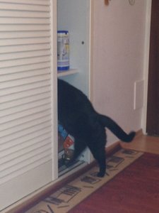 Salma sucht Futter.JPG