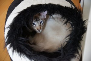 Deine blauen Augen.jpg