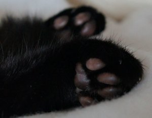 Puschelpfötchen 1.jpg