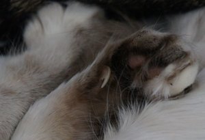 Puschelpfötchen 2.jpg