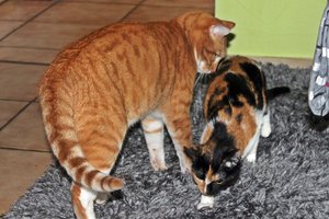 IMG_1731.JPG IMG_1731.JPG