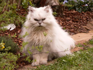 Muggel im Garten 32014 001.JPG