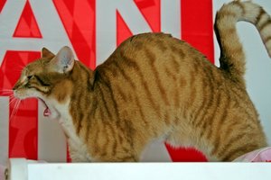 IMG_4980.JPG IMG_4980.JPG