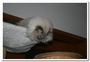 2013-01-09 08.01.2013_001in hängematte.jpg