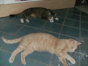 Hobbo u Tigger 1.jpg