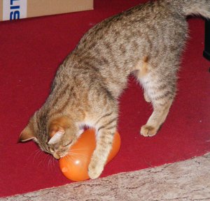 Geburtstagsvorbereitungen März20142.jpg