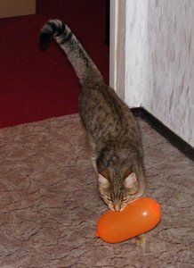 Geburtstagsvorbereitungen März20143.jpg