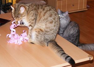 Geburtstagsvorbereitungen März20146.jpg