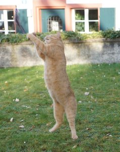 fliegender HomPOm.jpg