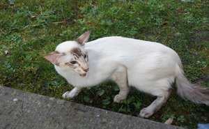 Peppe nicht glücklich.jpg