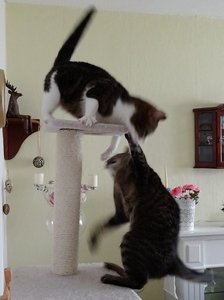 DSC04851 (477x640).jpg