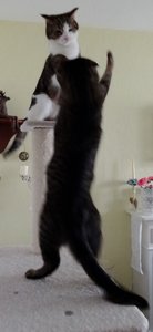 DSC04845 (294x640).jpg